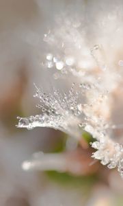 Preview wallpaper petals, drops, dew, water, macro, blur