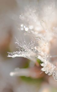 Preview wallpaper petals, drops, dew, water, macro, blur