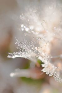 Preview wallpaper petals, drops, dew, water, macro, blur