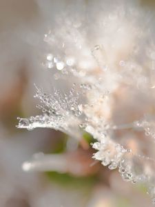 Preview wallpaper petals, drops, dew, water, macro, blur