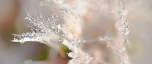 Preview wallpaper petals, drops, dew, water, macro, blur