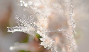 Preview wallpaper petals, drops, dew, water, macro, blur