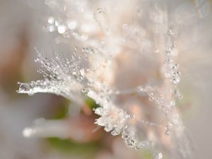 Preview wallpaper petals, drops, dew, water, macro, blur