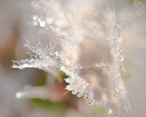 Preview wallpaper petals, drops, dew, water, macro, blur