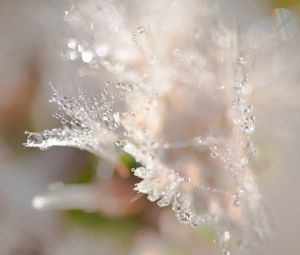 Preview wallpaper petals, drops, dew, water, macro, blur