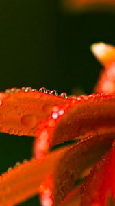 Preview wallpaper petals, drops, dew, shadow