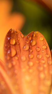 Preview wallpaper petals, drops, flower, macro, orange