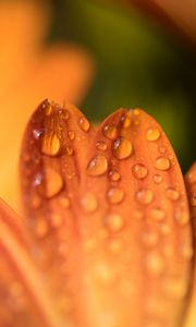 Preview wallpaper petals, drops, flower, macro, orange