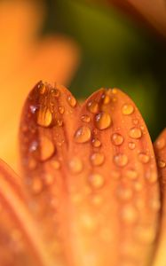 Preview wallpaper petals, drops, flower, macro, orange