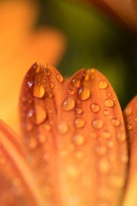 Preview wallpaper petals, drops, flower, macro, orange