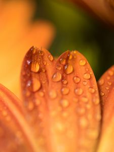 Preview wallpaper petals, drops, flower, macro, orange