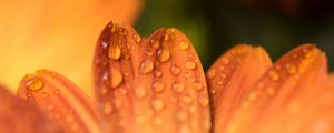 Preview wallpaper petals, drops, flower, macro, orange