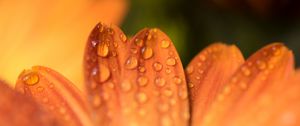 Preview wallpaper petals, drops, flower, macro, orange