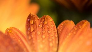 Preview wallpaper petals, drops, flower, macro, orange