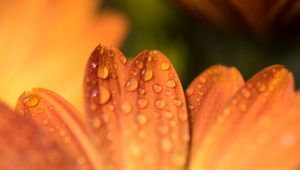 Preview wallpaper petals, drops, flower, macro, orange