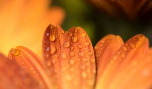 Preview wallpaper petals, drops, flower, macro, orange