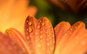 Preview wallpaper petals, drops, flower, macro, orange