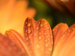 Preview wallpaper petals, drops, flower, macro, orange