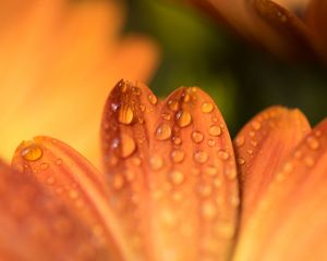 Preview wallpaper petals, drops, flower, macro, orange