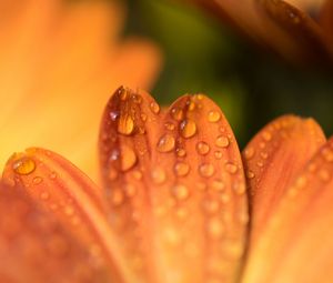 Preview wallpaper petals, drops, flower, macro, orange