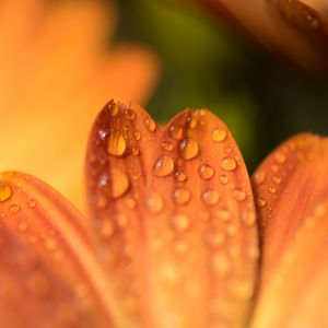 Preview wallpaper petals, drops, flower, macro, orange