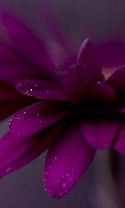 Preview wallpaper petals, drops, flower, purple, macro