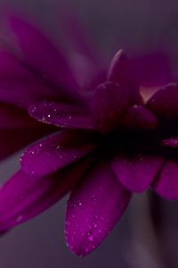 Preview wallpaper petals, drops, flower, purple, macro