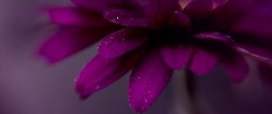 Preview wallpaper petals, drops, flower, purple, macro