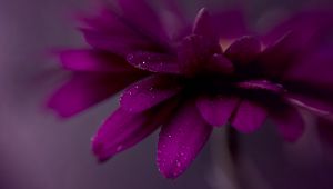 Preview wallpaper petals, drops, flower, purple, macro