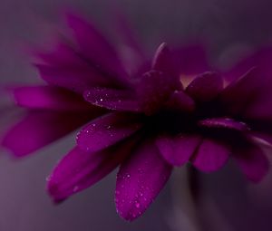 Preview wallpaper petals, drops, flower, purple, macro