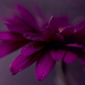 Preview wallpaper petals, drops, flower, purple, macro