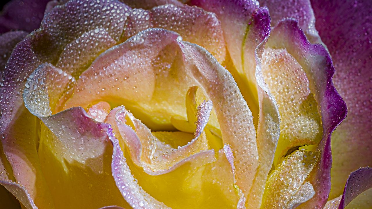 Wallpaper petals, drops, macro, rose, flower, yellow