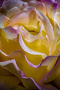 Preview wallpaper petals, drops, macro, rose, flower, yellow