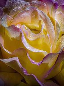 Preview wallpaper petals, drops, macro, rose, flower, yellow