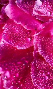 Preview wallpaper petals, drops, macro, flower