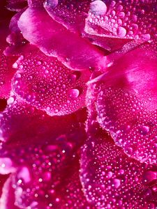 Preview wallpaper petals, drops, macro, flower