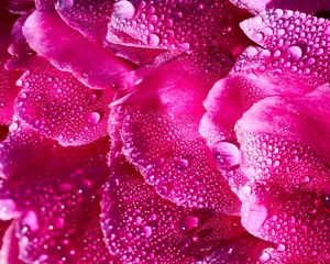 Preview wallpaper petals, drops, macro, flower