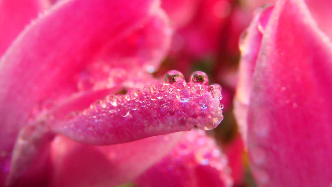Wallpaper petals, drops, macro, pink