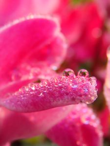 Preview wallpaper petals, drops, macro, pink