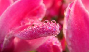 Preview wallpaper petals, drops, macro, pink