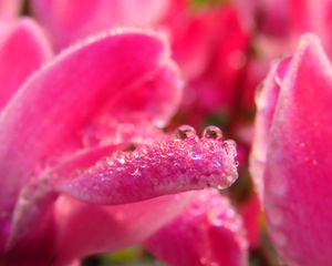 Preview wallpaper petals, drops, macro, pink