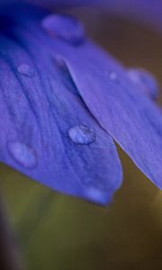 Preview wallpaper petals, drops, macro, purple