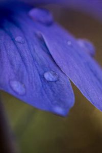 Preview wallpaper petals, drops, macro, purple