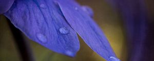 Preview wallpaper petals, drops, macro, purple