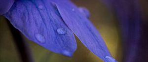 Preview wallpaper petals, drops, macro, purple