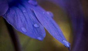 Preview wallpaper petals, drops, macro, purple