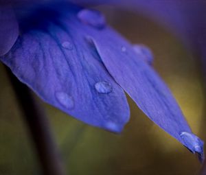 Preview wallpaper petals, drops, macro, purple