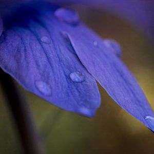 Preview wallpaper petals, drops, macro, purple