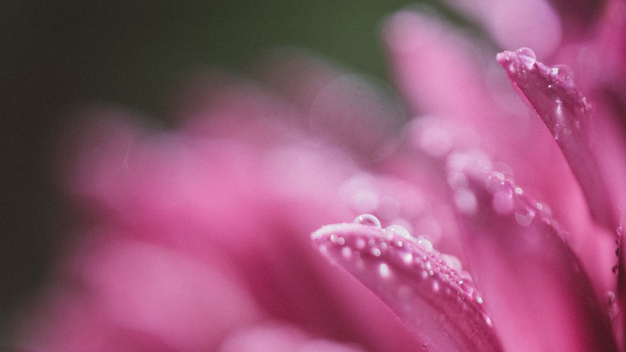 Wallpaper petals, drops, pink, flower, blur, macro