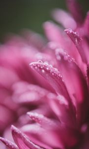 Preview wallpaper petals, drops, pink, flower, blur, macro